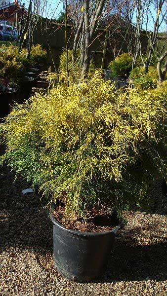 Chamaecyparis Pisifera 'filifera Aurea' - View 32 from www redcrocus com