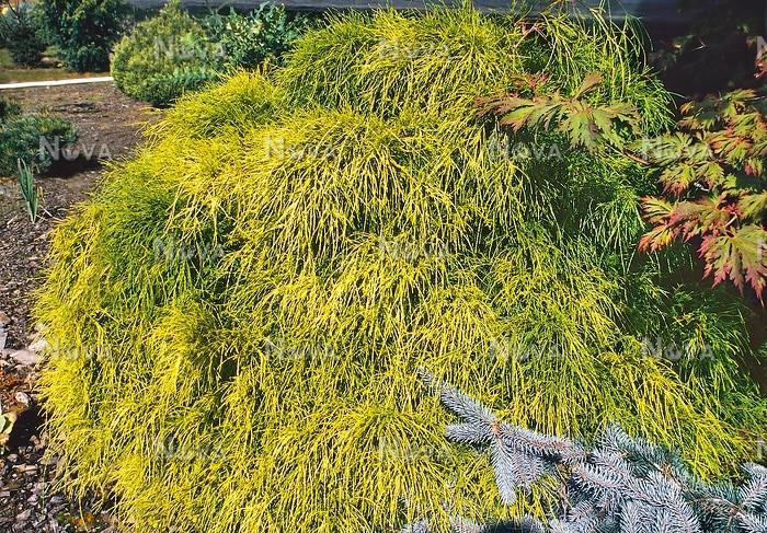 Chamaecyparis Pisifera 'filifera Aurea' - View 33 from www redcrocus com