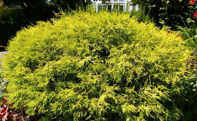 Chamaecyparis Pisifera 'filifera Aurea' - View 3 from www redcrocus com