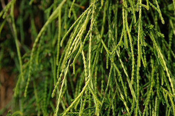 Chamaecyparis Pisifera 'filifera Aurea' - View 4 from www redcrocus com
