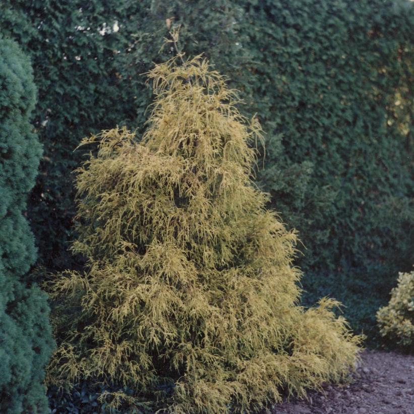 Chamaecyparis Pisifera 'filifera Aurea' - View 6 from www redcrocus com