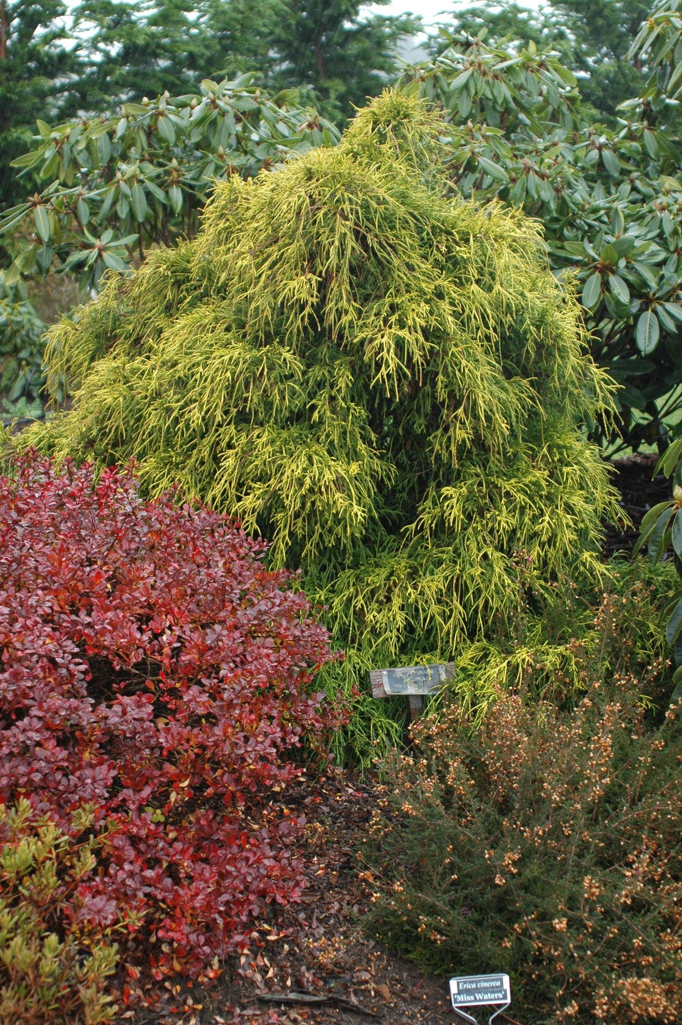Chamaecyparis Pisifera 'filifera Aurea' - View 7 from www redcrocus com