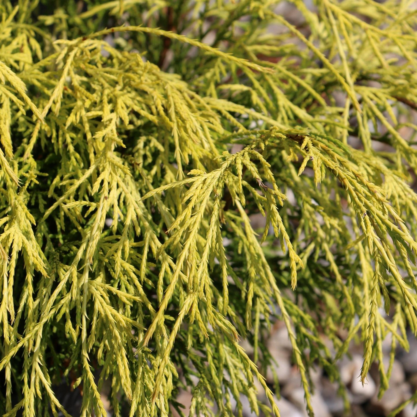 Chamaecyparis Pisifera 'filifera Aurea' - View 8 from www redcrocus com