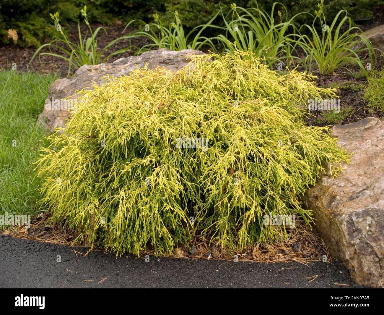 RedCrocus Golden Threadleaf Falsecypress Chamaecyparis pisifera 'Filifera Aurea' - Compact Evergreen Foliage for Gardens & Containers  3/4' h B&B