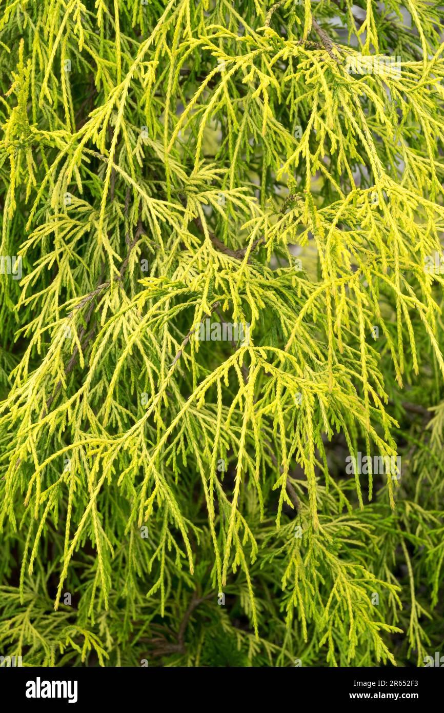 RedCrocus Golden Threadleaf Falsecypress Chamaecyparis pisifera 'Filifera Aurea' - Compact Evergreen Foliage for Gardens & Containers  3/4' h B&B