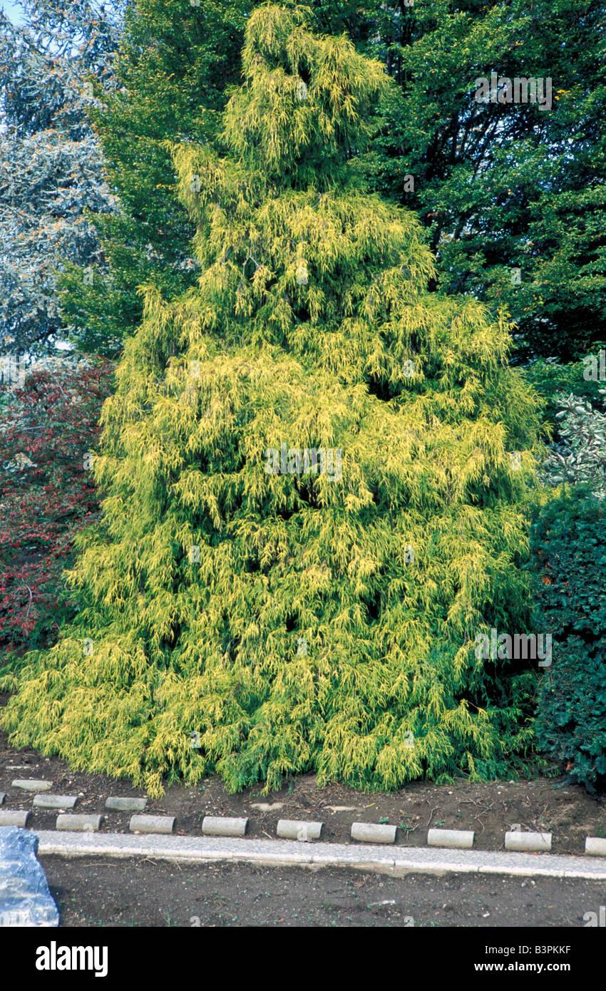 RedCrocus Golden Threadleaf Falsecypress Chamaecyparis pisifera 'Filifera Aurea' - Compact Evergreen Foliage for Gardens & Containers  3/4' h B&B