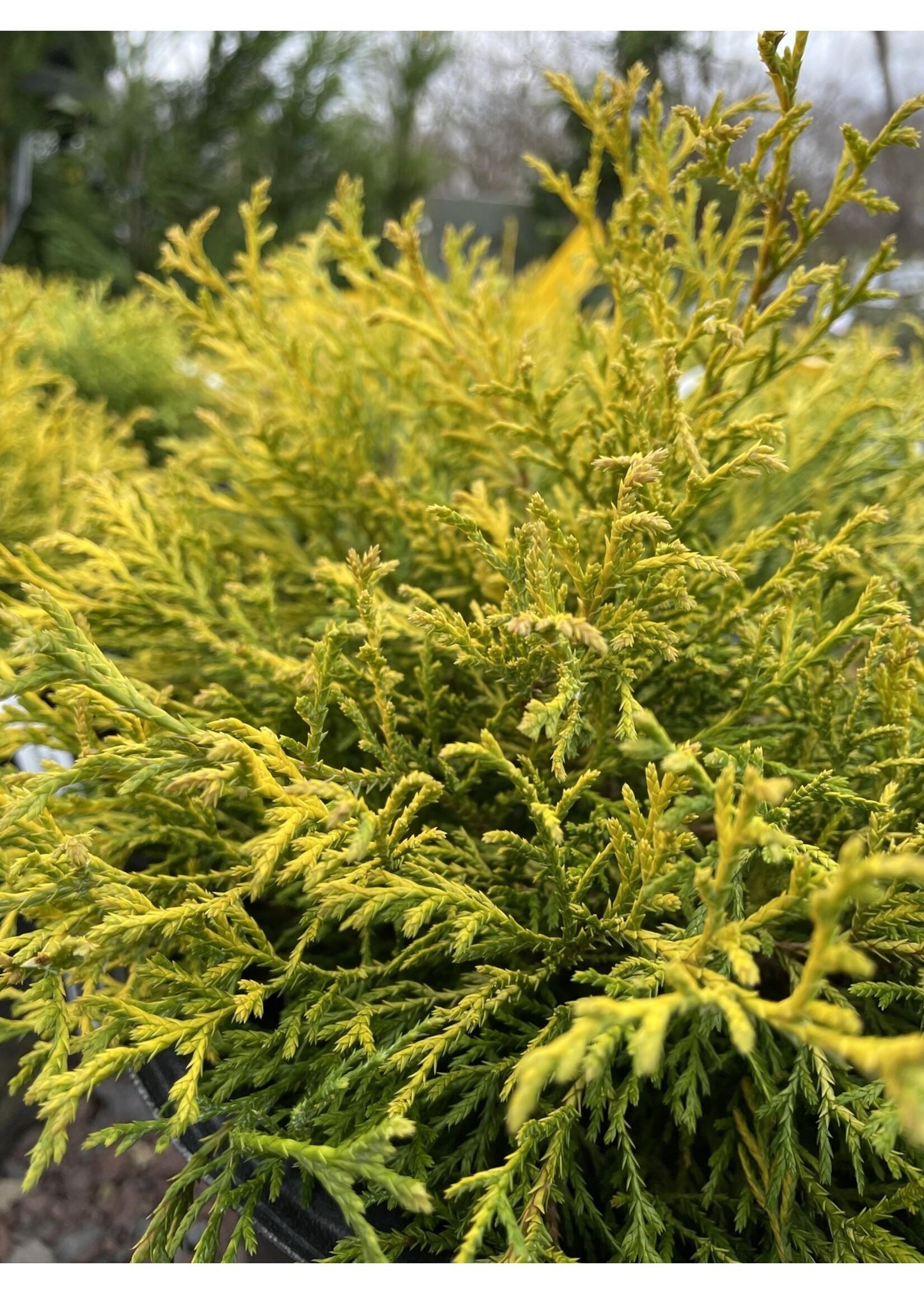 RedCrocus Golden Threadleaf Falsecypress Chamaecyparis pisifera 'Filifera Aurea' - Compact Evergreen Foliage for Gardens & Containers  3/4' h B&B
