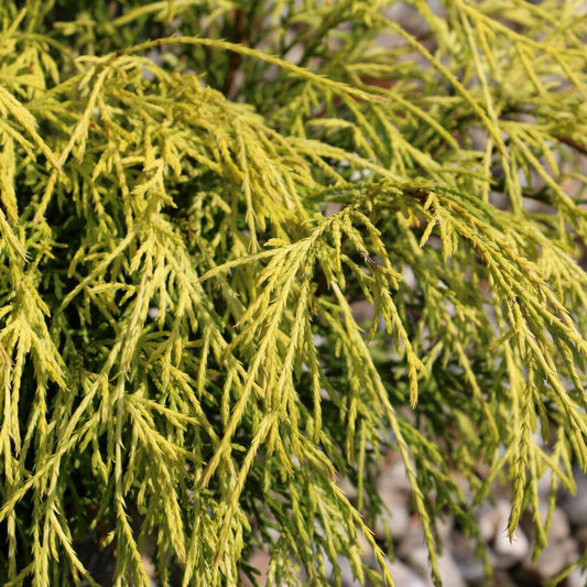 Chamaecyparis Pisifera Filifera Aurea - View 1 from www redcrocus com