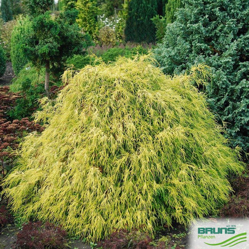 Chamaecyparis Pisifera Filifera Aurea - View 8 from www redcrocus com