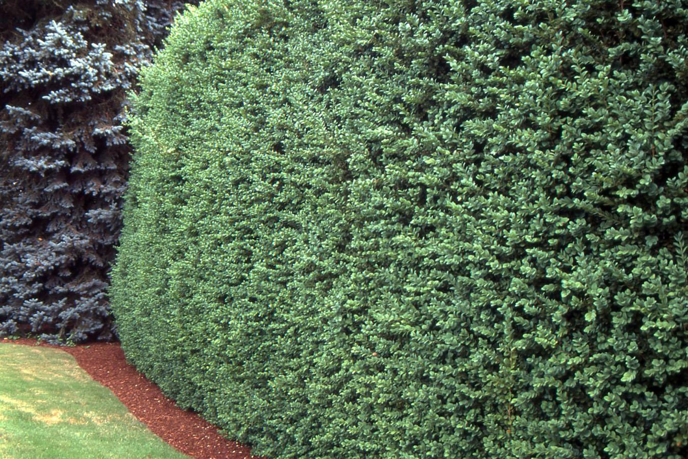 Buxus Sempervirens - View 13 from www redcrocus com