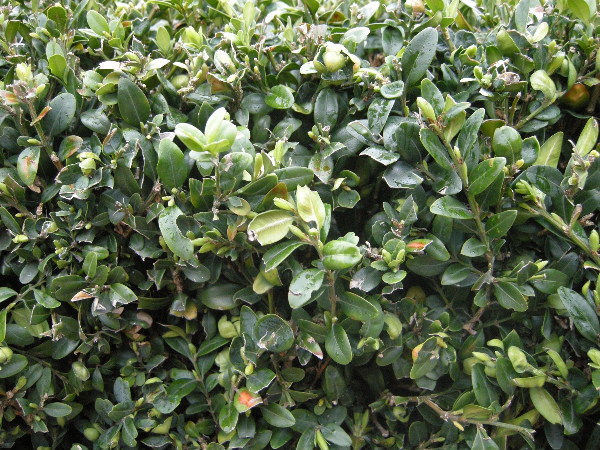 Buxus Sempervirens - View 14 from www redcrocus com
