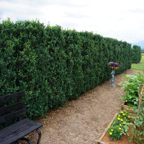 Buxus Sempervirens - View 21 from www redcrocus com