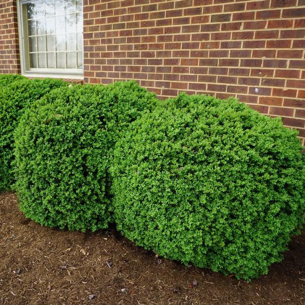 Buxus Sempervirens - View 23 from www redcrocus com