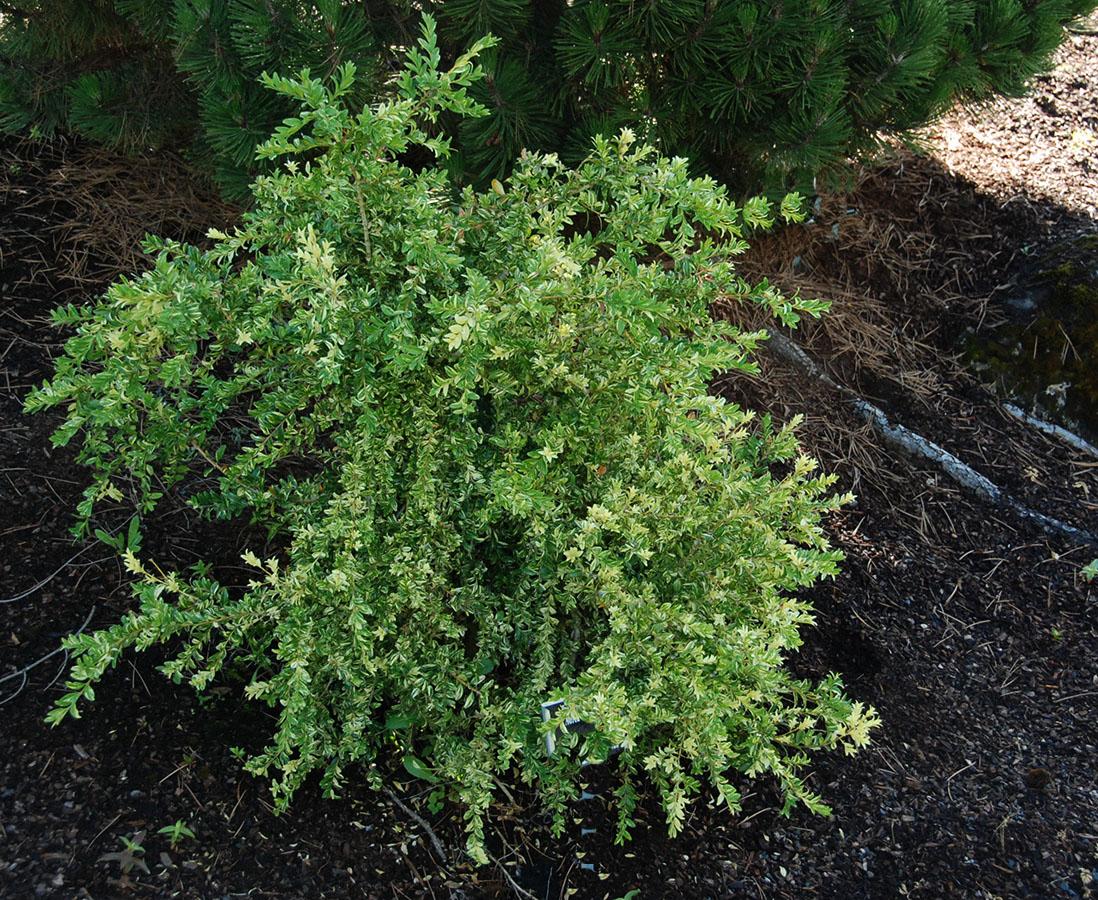 Buxus Sempervirens - View 26 from www redcrocus com