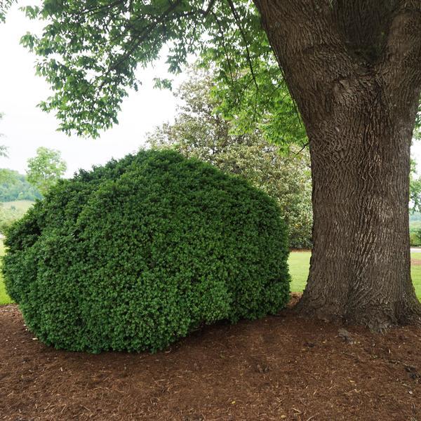 Buxus Sempervirens - View 28 from www redcrocus com