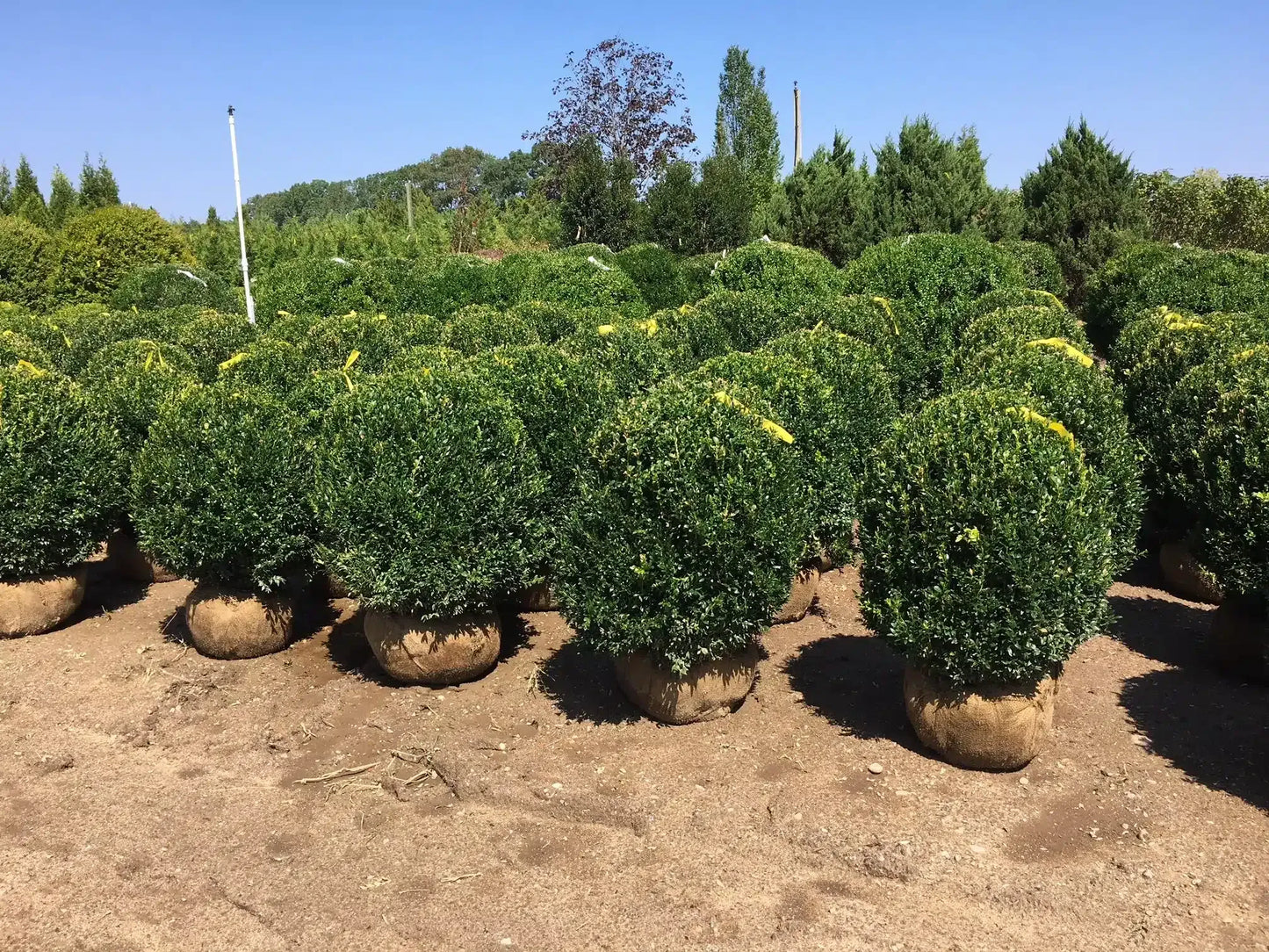 Buxus Sempervirens - View 35 from www redcrocus com