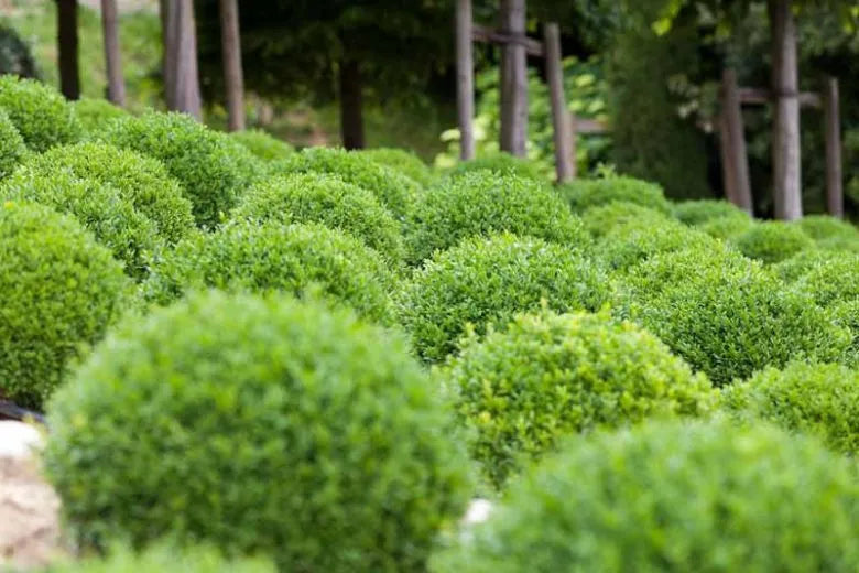 Buxus Sempervirens - View 38 from www redcrocus com