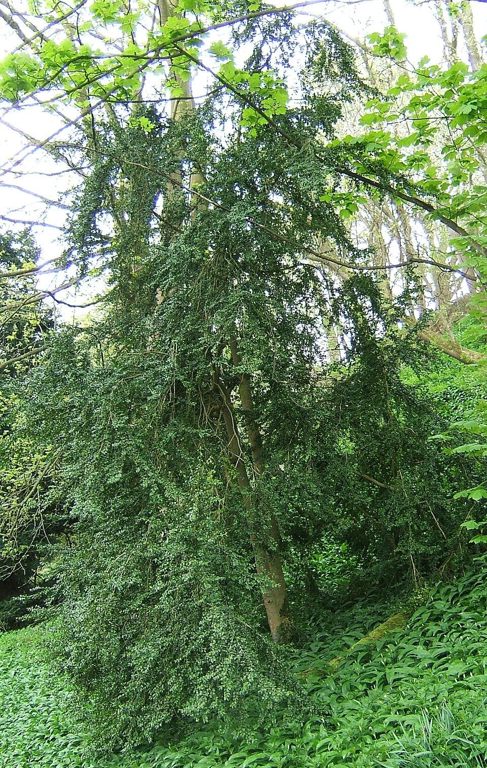 Buxus Sempervirens - View 3 from www redcrocus com