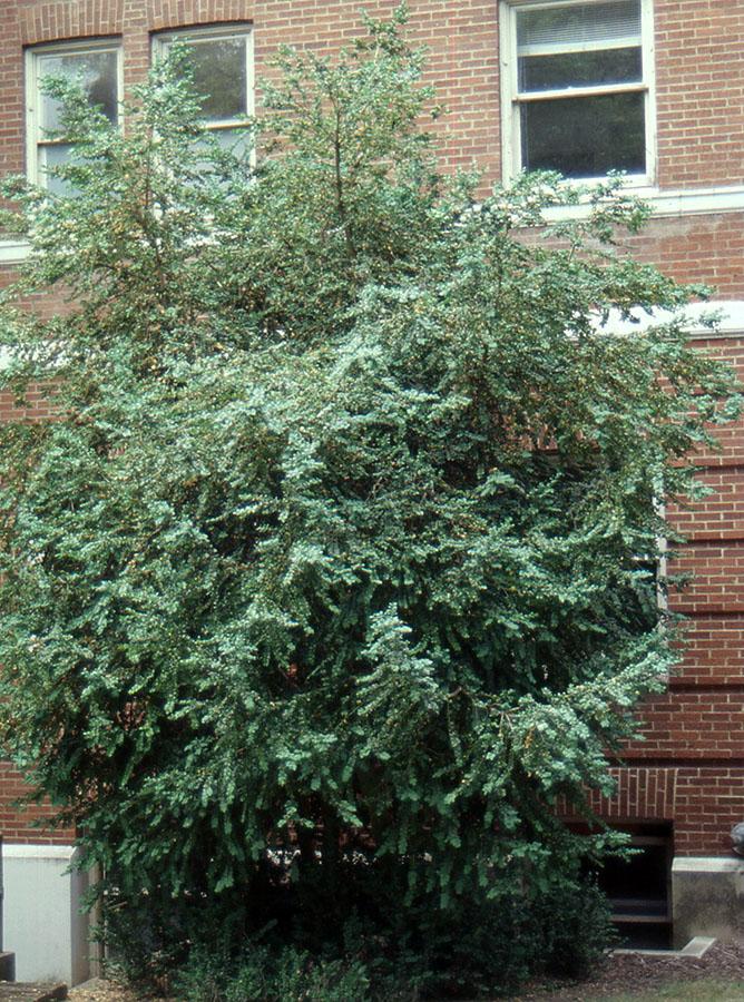 Buxus Sempervirens - View 7 from www redcrocus com