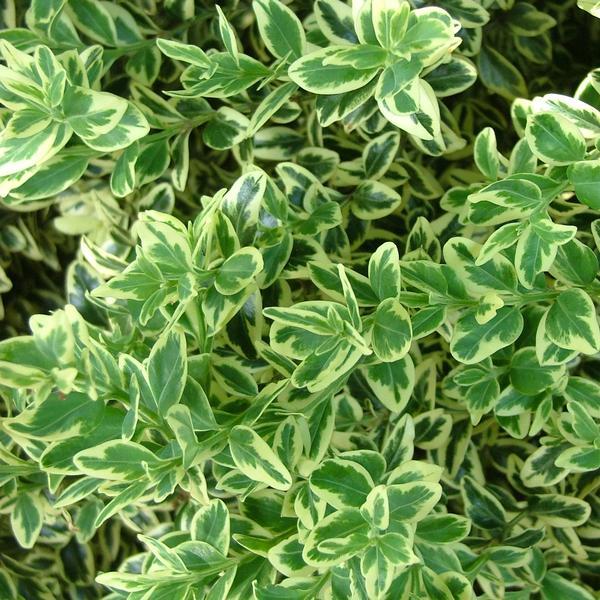Buxus Sempervirens - View 9 from www redcrocus com
