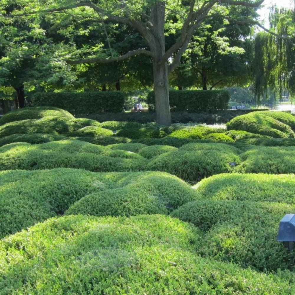 Buxus Microphylla Wintergreen - View 16 from www redcrocus com