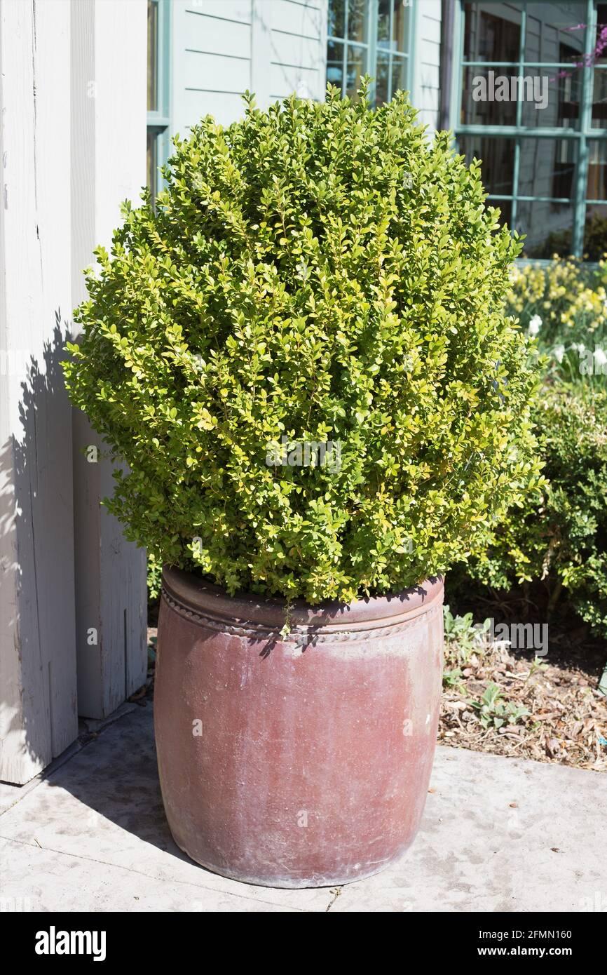 Buxus Microphylla Wintergreen - View 2 from www redcrocus com