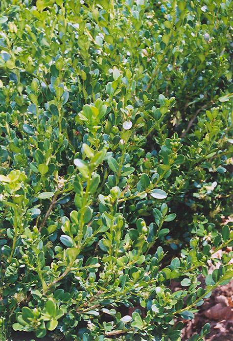 Buxus Microphylla Wintergreen - View 4 from www redcrocus com
