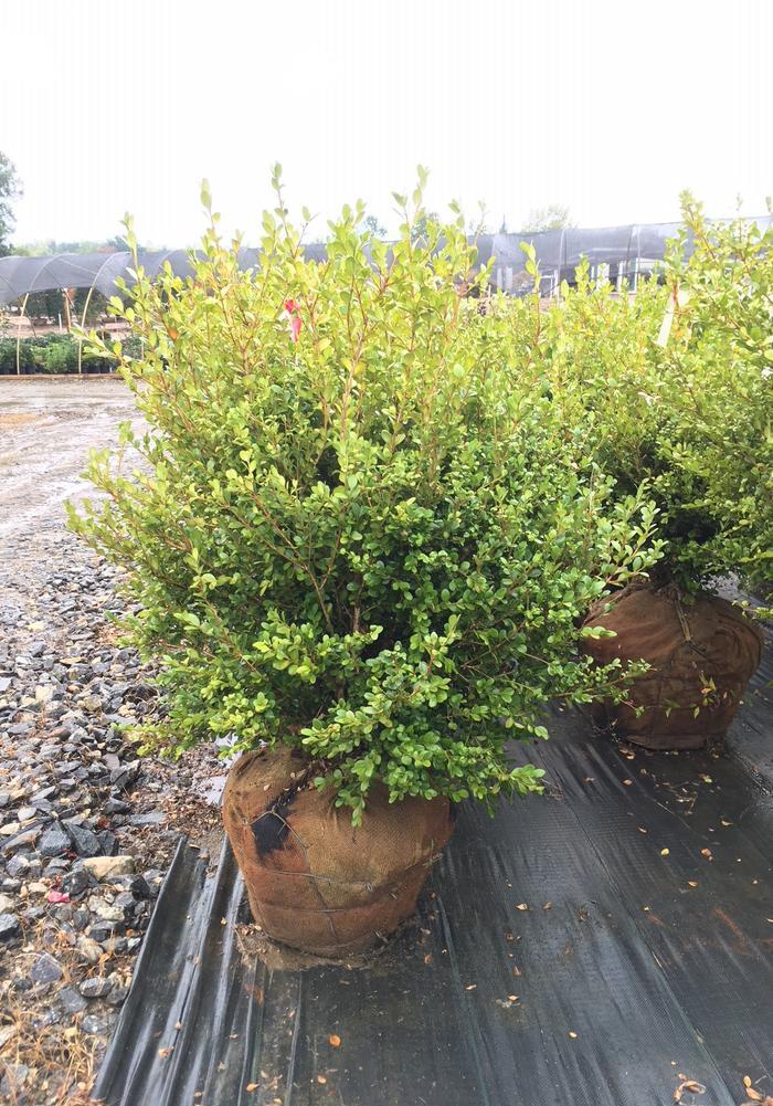 Buxus Microphylla Wintergreen - View 6 from www redcrocus com