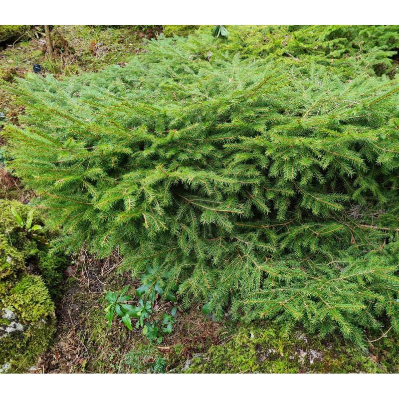Picea Abies Nidiformis - View 10 from www redcrocus com
