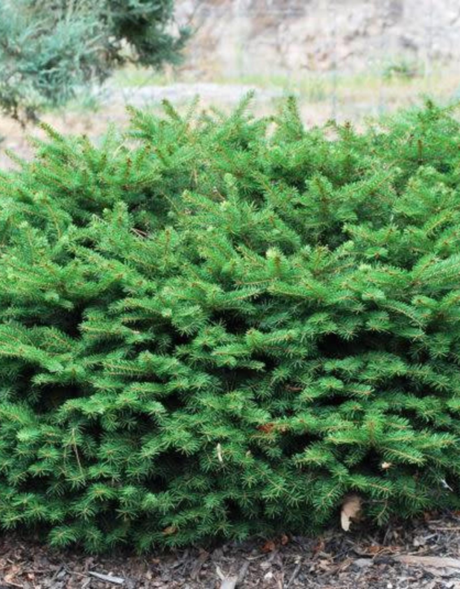 Picea Abies Nidiformis - View 12 from www redcrocus com