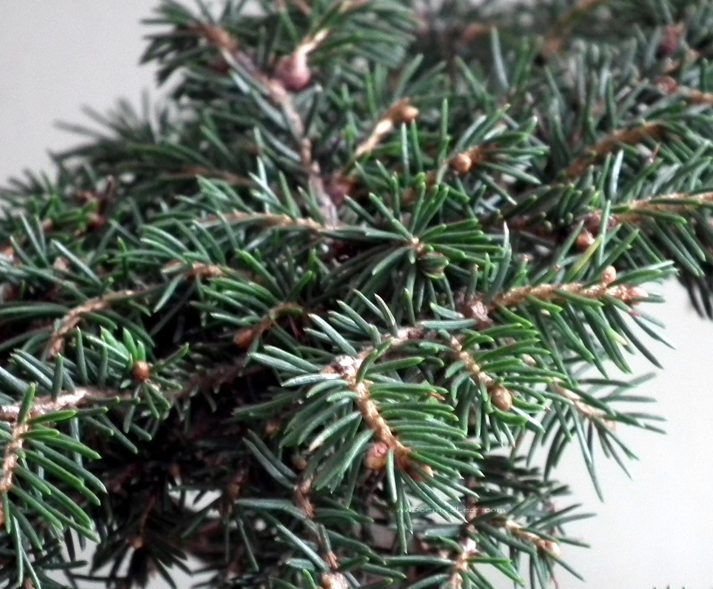 Picea Abies Nidiformis - View 14 from www redcrocus com