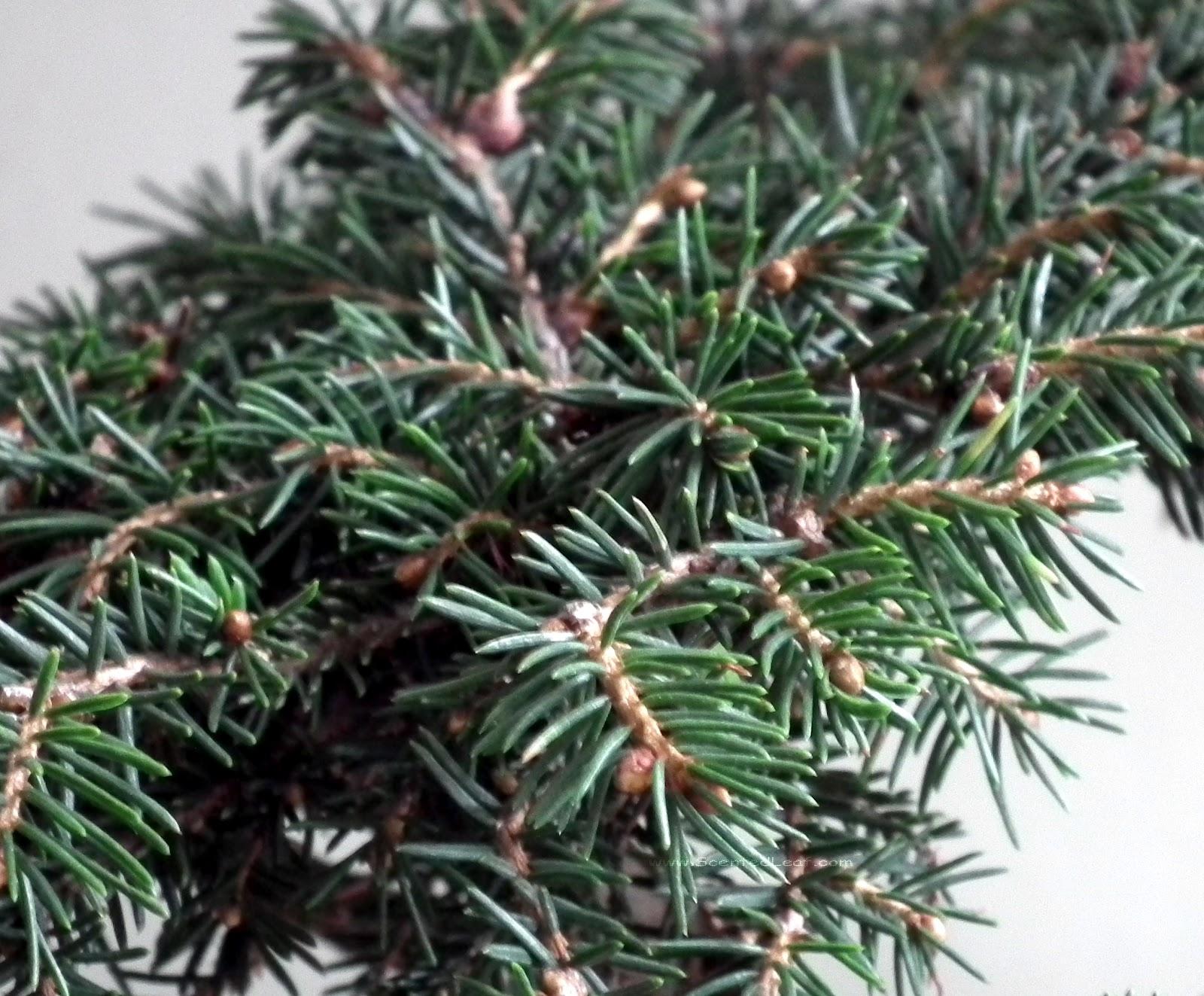 Picea Abies Nidiformis - View 14 from www redcrocus com