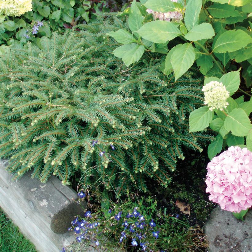 Picea Abies Nidiformis - View 15 from www redcrocus com