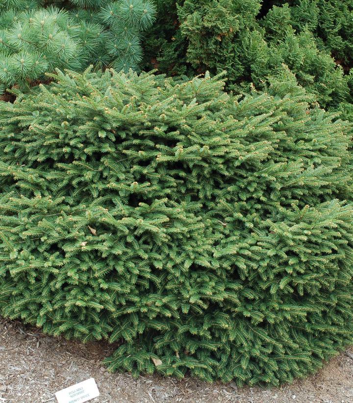 Picea Abies Nidiformis - View 16 from www redcrocus com