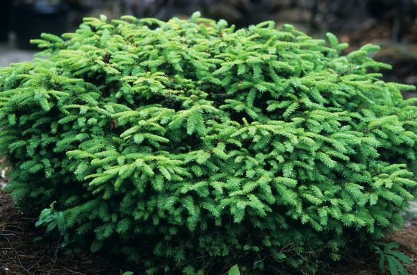 Picea Abies Nidiformis - View 17 from www redcrocus com