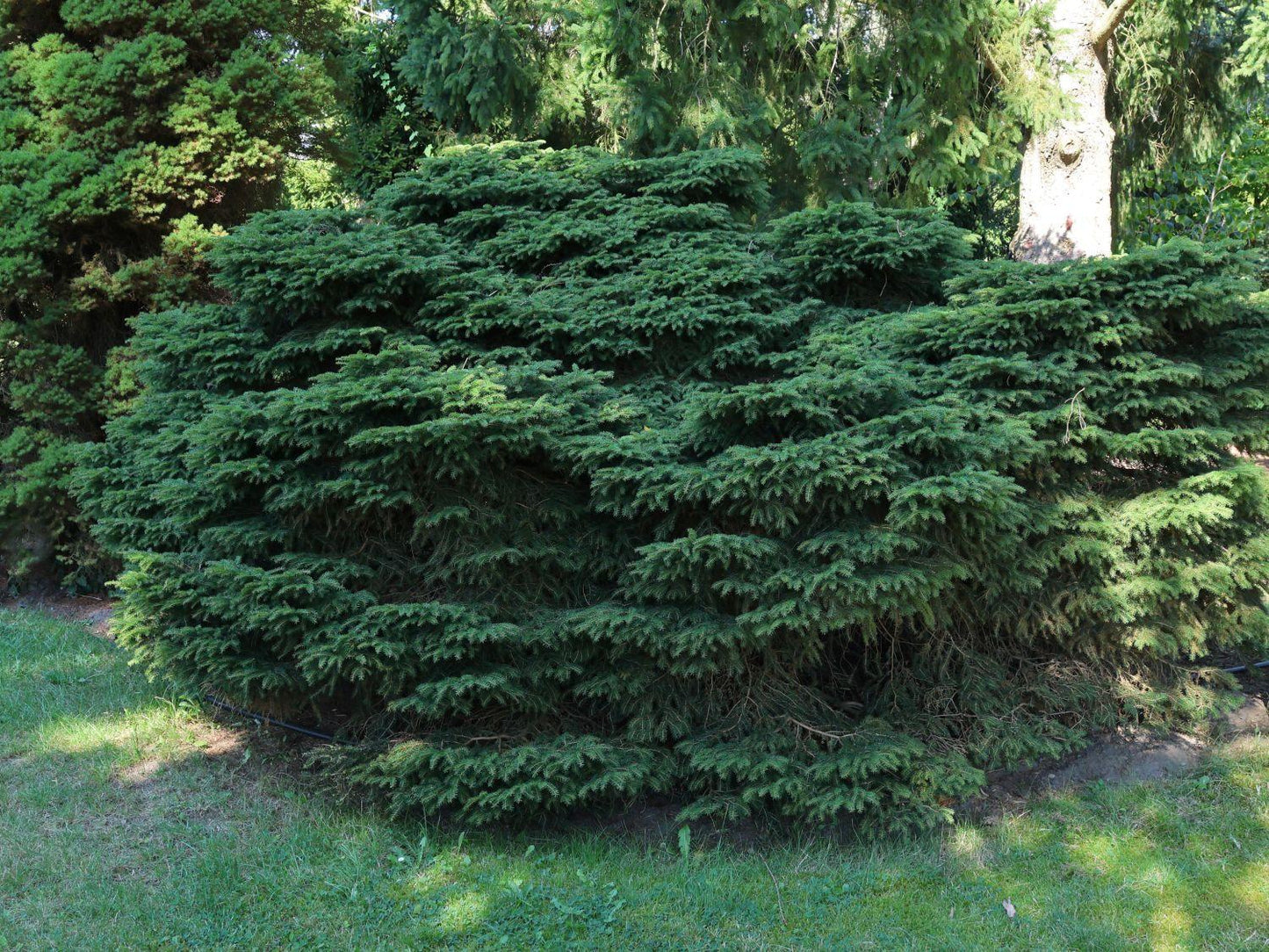 Picea Abies Nidiformis - View 18 from www redcrocus com