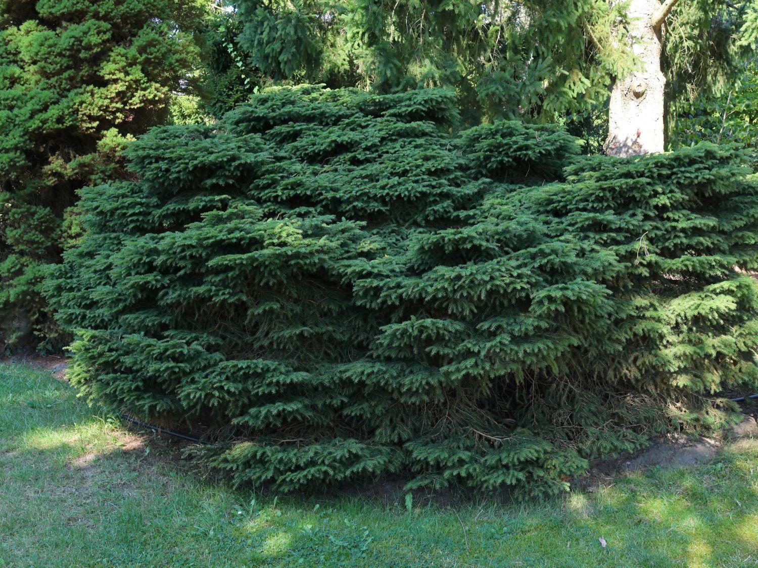 Picea Abies Nidiformis - View 18 from www redcrocus com