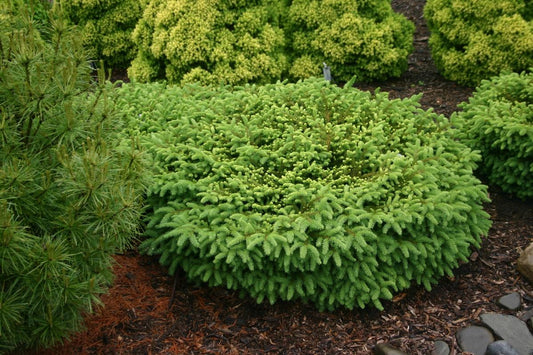 Picea Abies Nidiformis - View 1 from www redcrocus com