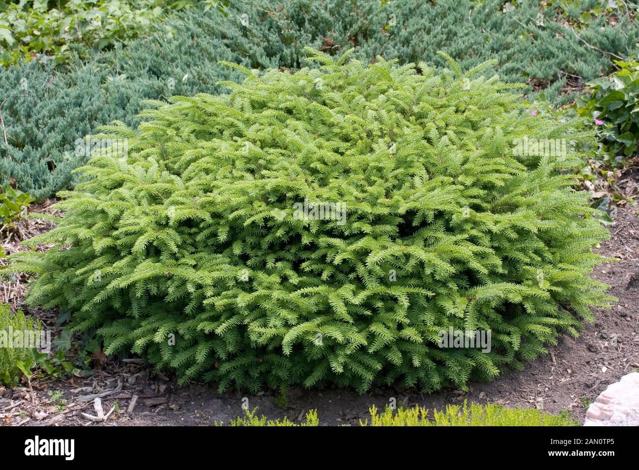 Picea Abies Nidiformis - View 5 from www redcrocus com