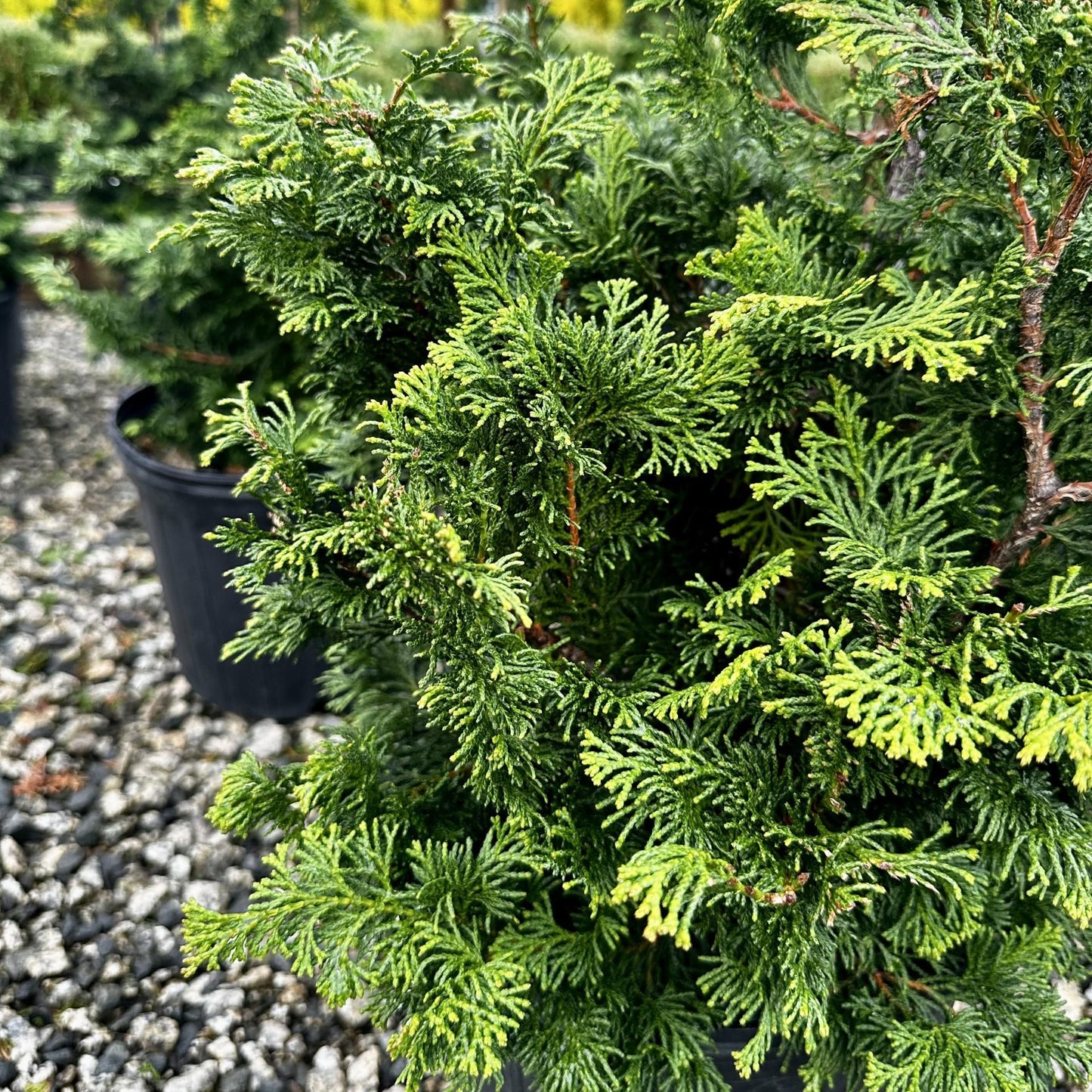 Chamaecyparis Obtusa Gracilis - View 16 from www redcrocus com