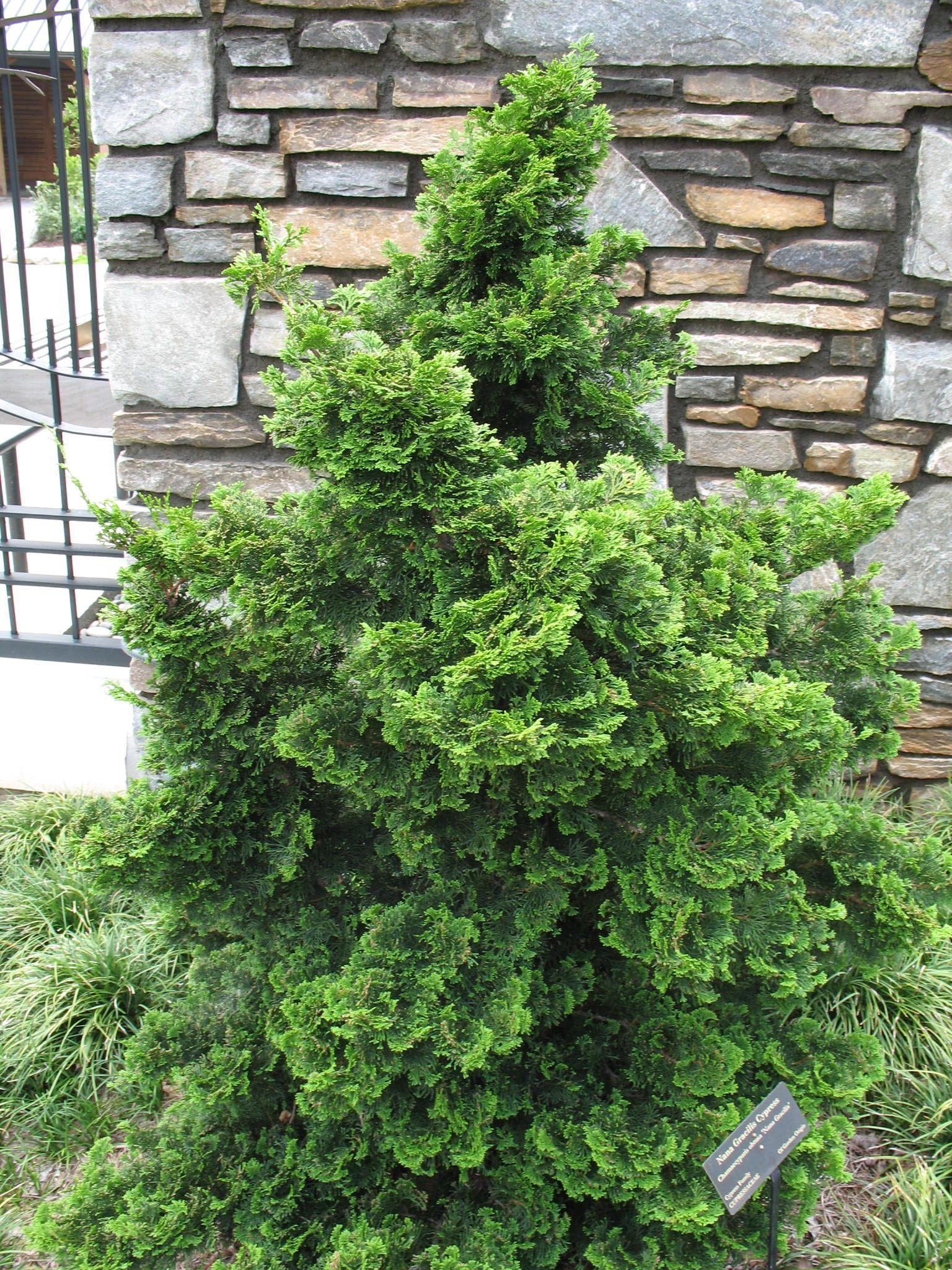Chamaecyparis Obtusa Gracilis - View 2 from www redcrocus com