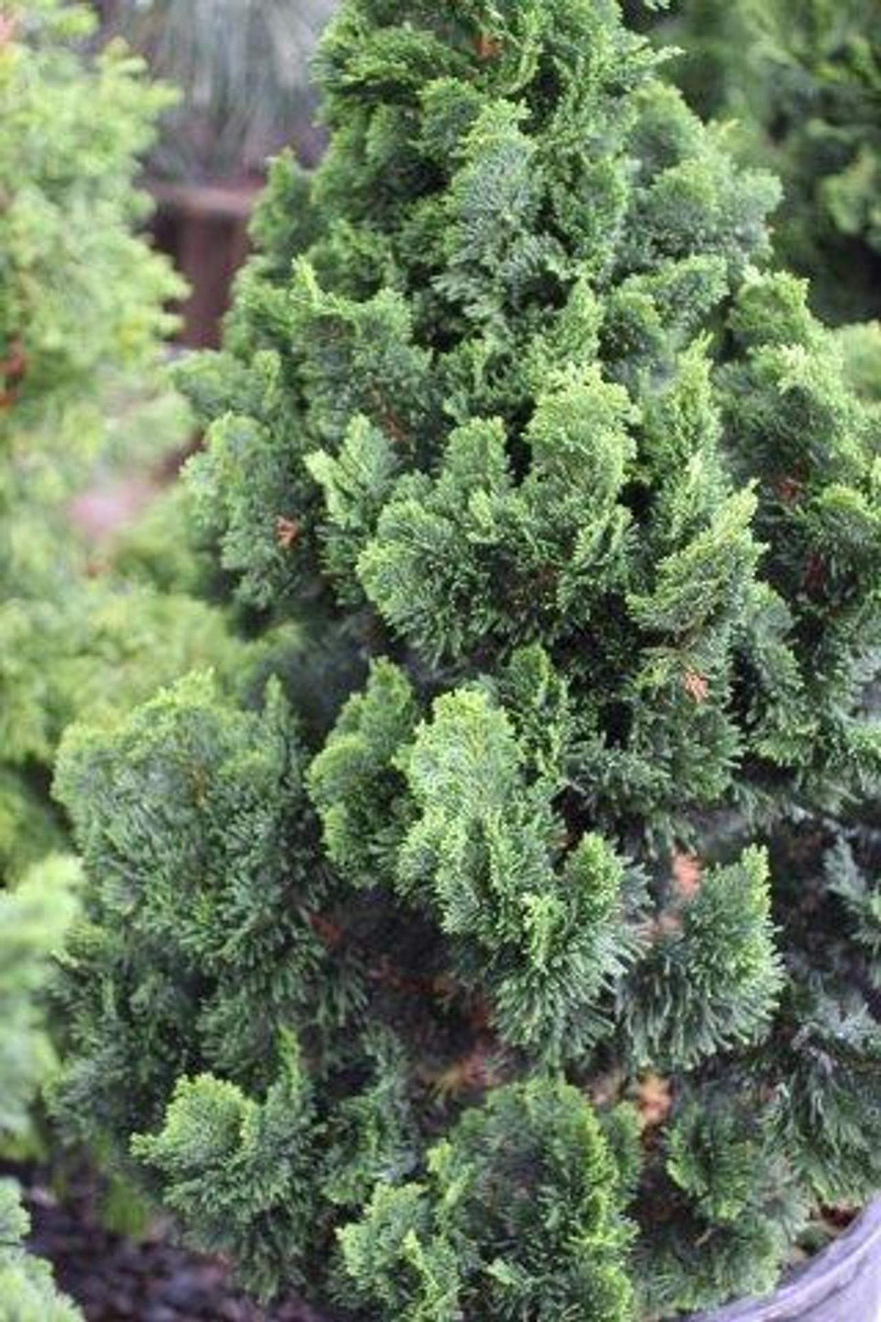 Chamaecyparis Obtusa 'gracilis' - View 14 from www redcrocus com