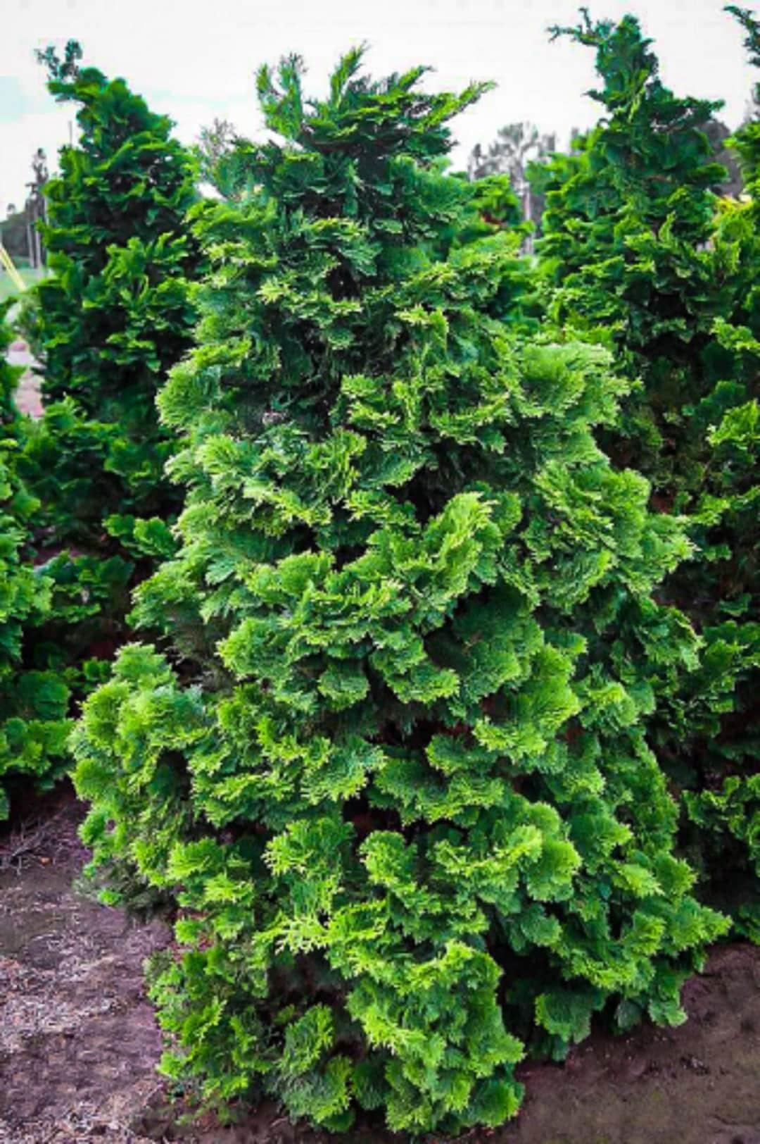 Chamaecyparis Obtusa 'gracilis' - View 16 from www redcrocus com