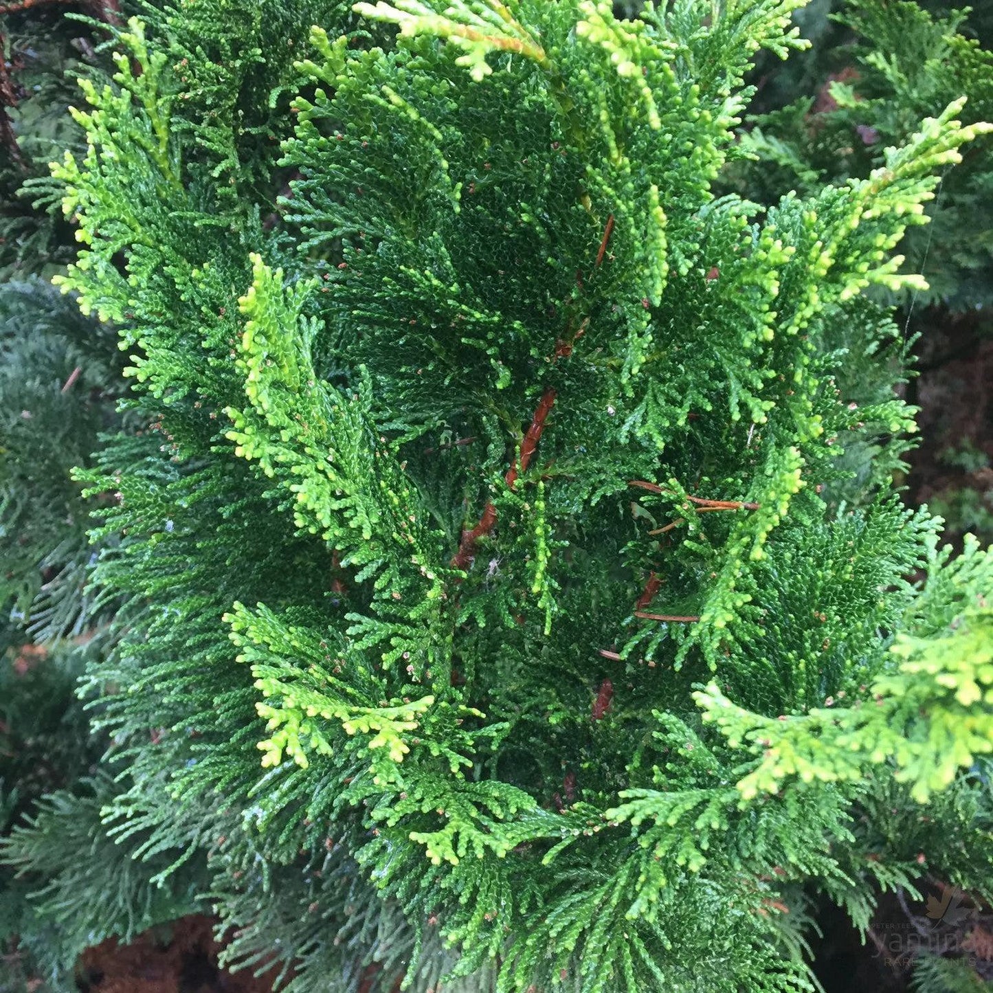 Chamaecyparis Obtusa 'gracilis' - View 9 from www redcrocus com