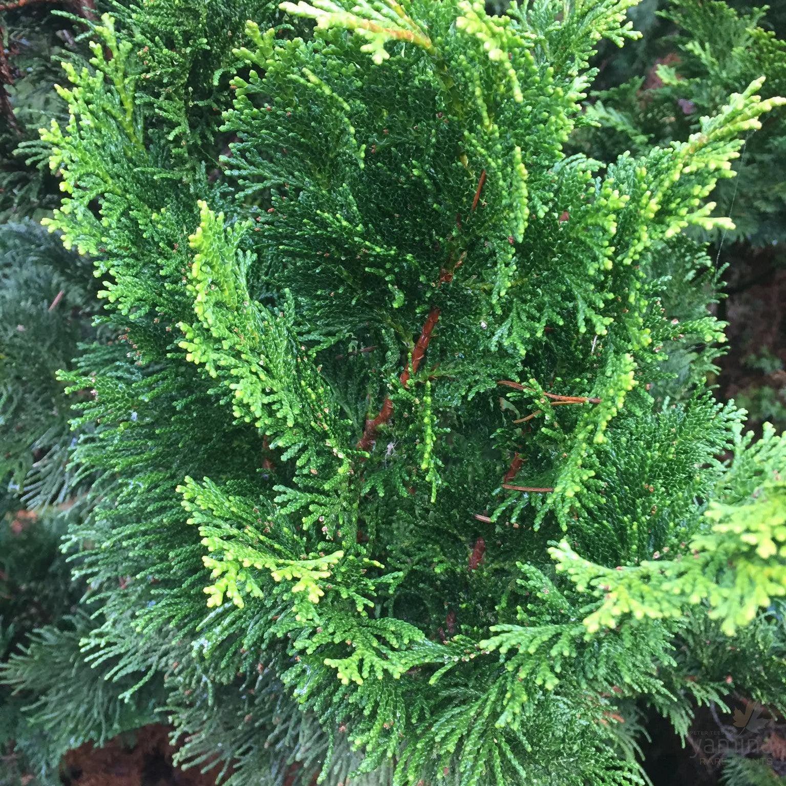 Chamaecyparis Obtusa 'gracilis' - View 9 from www redcrocus com