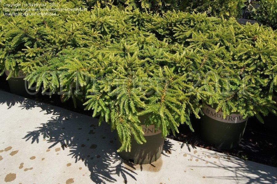 Taxus Cuspidata Monloo - View 2 from www redcrocus com