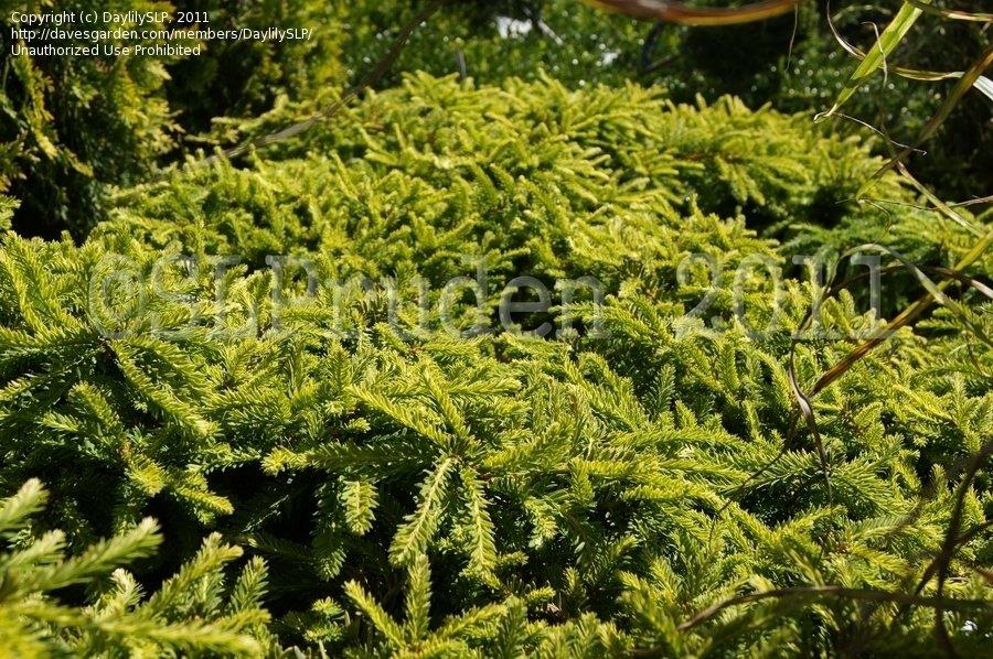 Taxus Cuspidata Monloo - View 5 from www redcrocus com