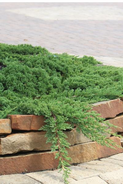 Juniperus Procumbens Greenmound - View 16 from www redcrocus com