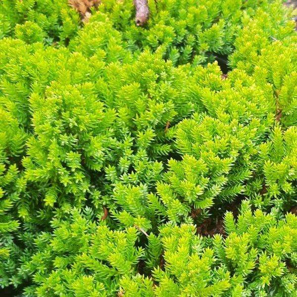 Juniperus Procumbens Greenmound - View 19 from www redcrocus com