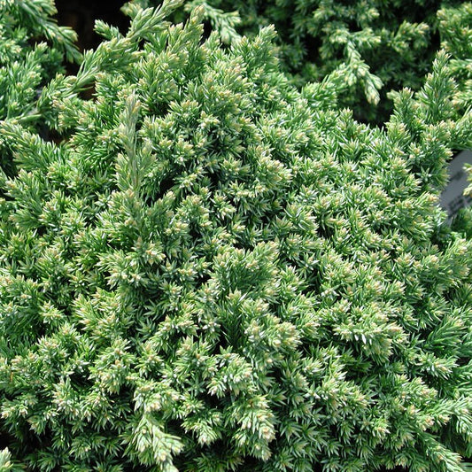 Juniperus Procumbens Greenmound - View 1 from www redcrocus com